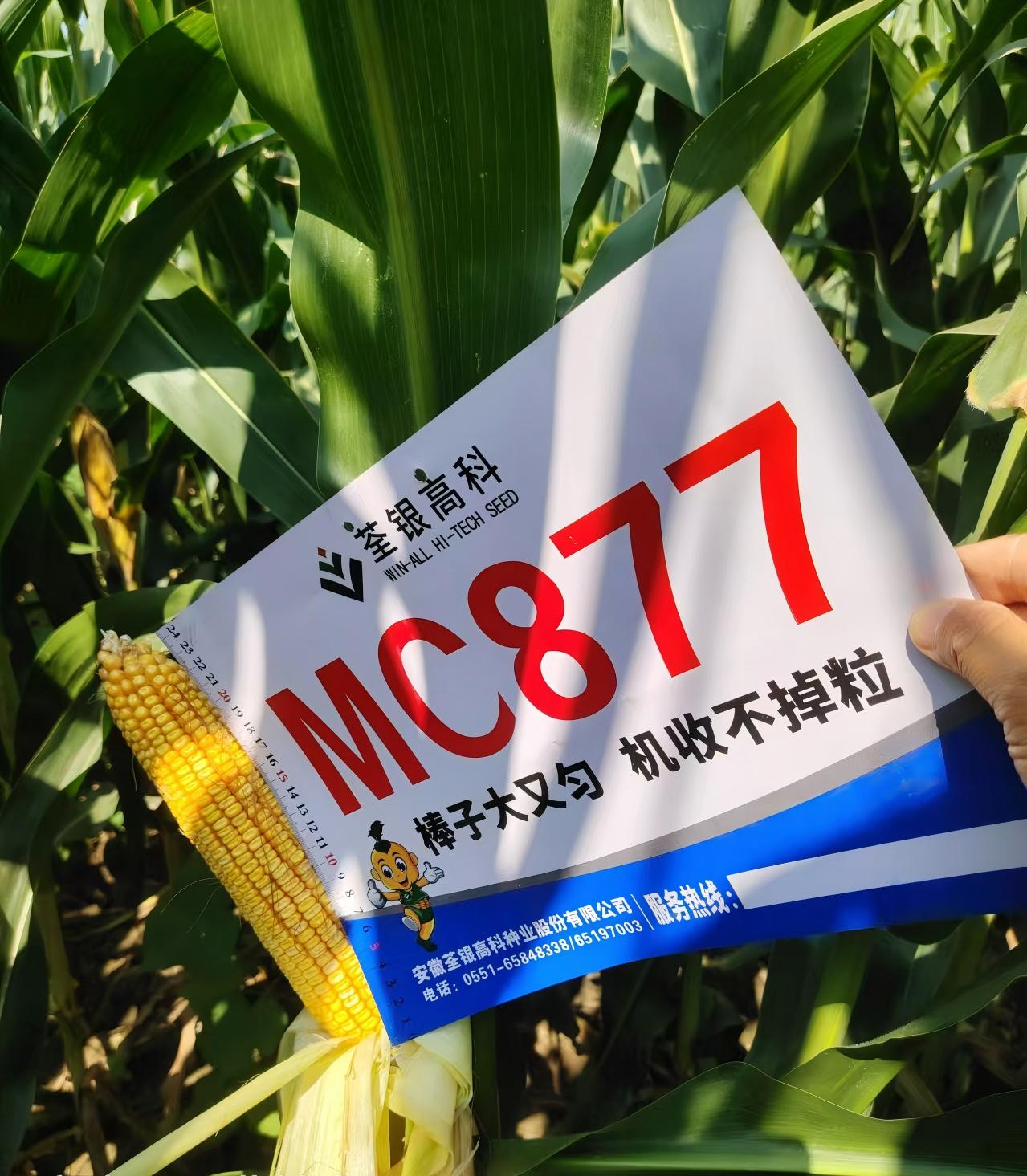 MC877.jpg MC877.jpg